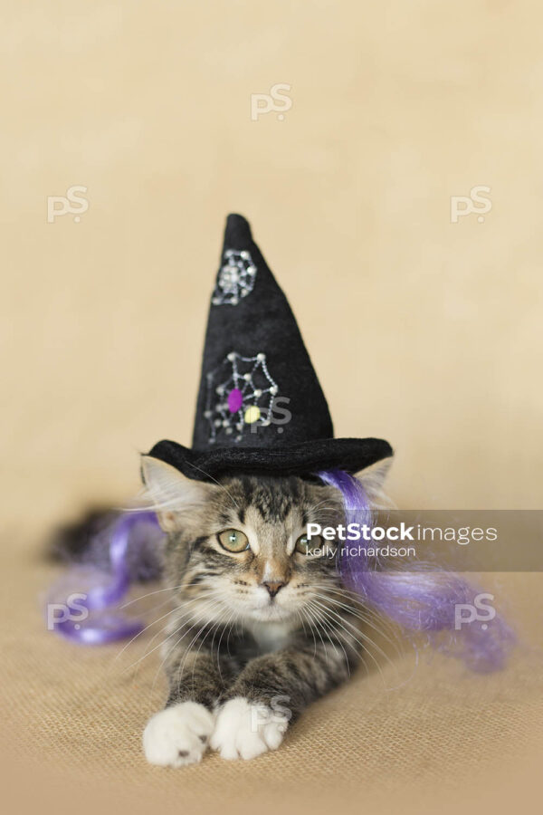 Black and white furry tabby kitten wearing a black spider web witch hat and purple witch hair, burlap brown background.