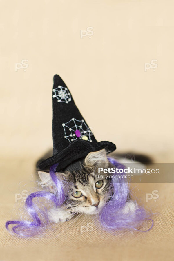 Black and white furry tabby kitten wearing a black spider web witch hat and purple witch hair, burlap brown background.