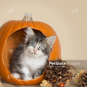 Black and white furry kittens playing inside a pumpkin, burlap background, pine cones and leaves.