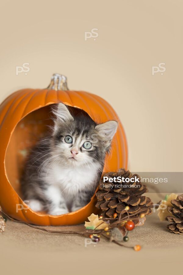 Black and white furry kittens playing inside a pumpkin, burlap background, pine cones and leaves.