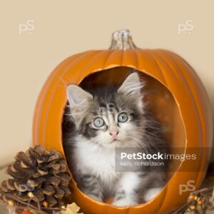 Black and white furry kittens playing inside a pumpkin, burlap background, pine cones and leaves.