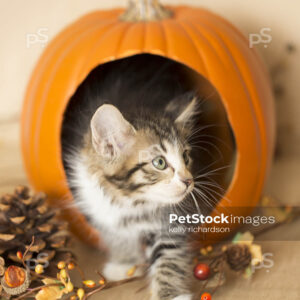 Black and white furry kitten playing inside a pumpkin, burlap background, pine cones and leaves.