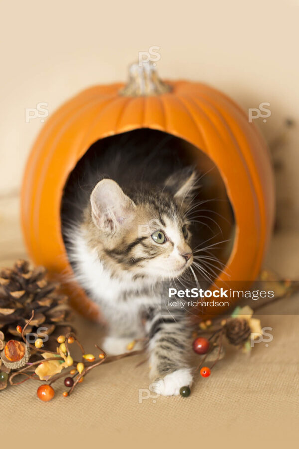 Black and white furry kitten playing inside a pumpkin, burlap background, pine cones and leaves.