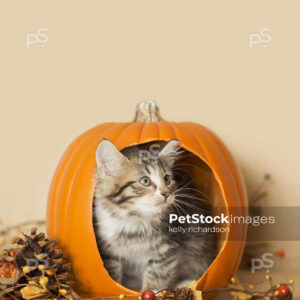 Black and white furry kitten playing inside a pumpkin, burlap background, pine cones and leaves.