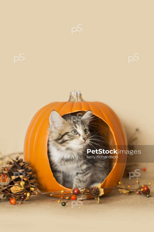 Black and white furry kitten playing inside a pumpkin, burlap background, pine cones and leaves.