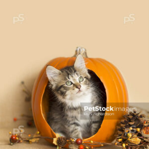 Black and white furry kitten playing inside a pumpkin, burlap background, pine cones and leaves.