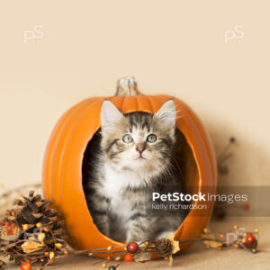 Black and white furry kittens playing inside a pumpkin, burlap background, pine cones and leaves.