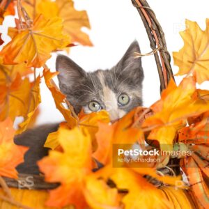 Tabby kitten sitting inside of a pumpkin shaped wood and straw orange and brown autumn basket with fall leaves, white background.