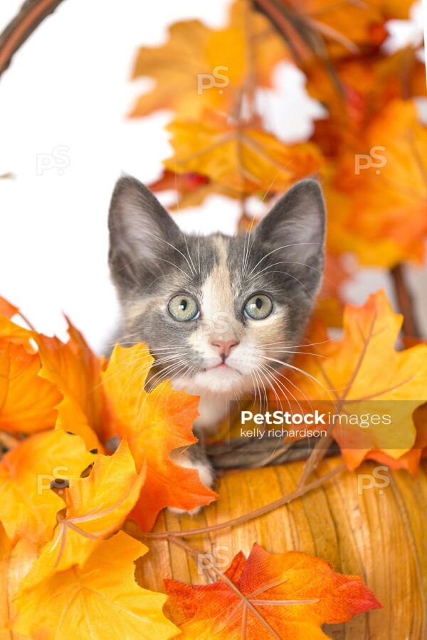 Calico kitten sitting inside of a pumpkin shaped wood and straw orange and brown autumn basket with fall leaves, white background.