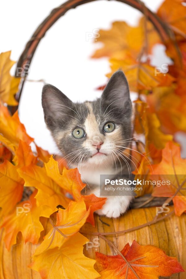 Calico kitten sitting inside of a pumpkin shaped wood and straw orange and brown autumn basket with fall leaves, white background.