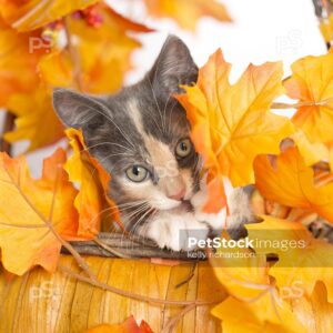 Royalty Photo of a Gray Calico Kitten hiding inside of a pumpkin shaped autumn basket with orange and yellow fall leaves, white background.