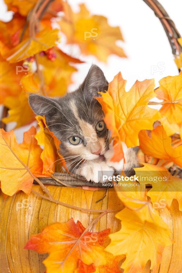 Royalty Photo of a Gray Calico Kitten hiding inside of a pumpkin shaped autumn basket with orange and yellow fall leaves, white background.