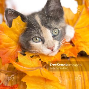 Close up crop Royalty Photo of a Gray Calico Kitten hiding inside of a pumpkin shaped autumn basket with orange and yellow fall leaves, white background.