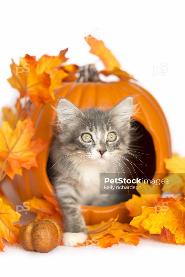 Tiny Kitten stepping out of a inside a carved out orange pumpking with fall leaf decoration, white background.