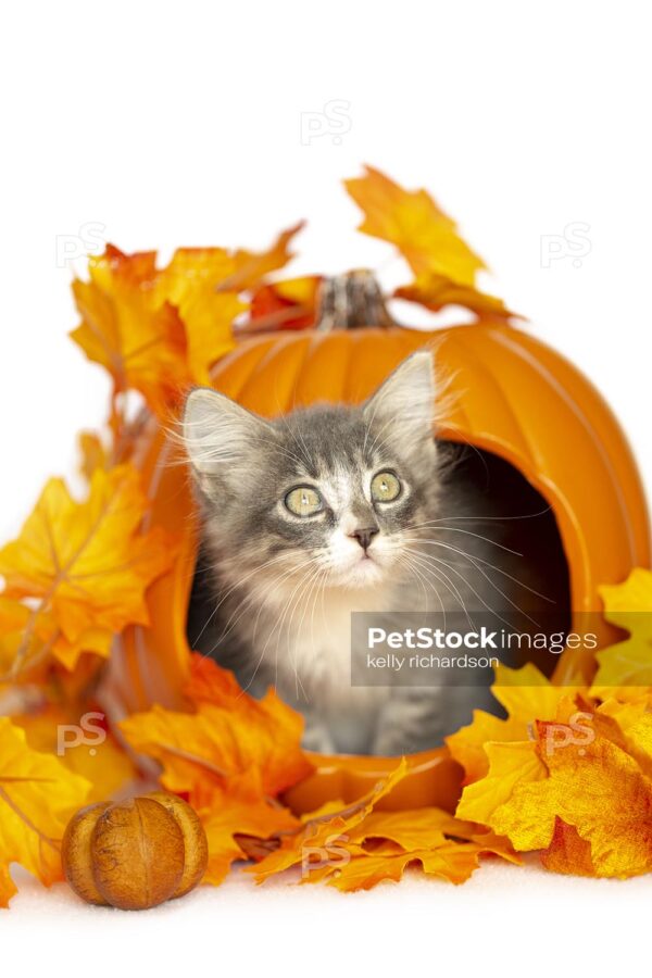 6_RI_3537 Tiny Gray fluffy Kitten inside a carved out orange pumpkin with fall leaf decoration, white background.