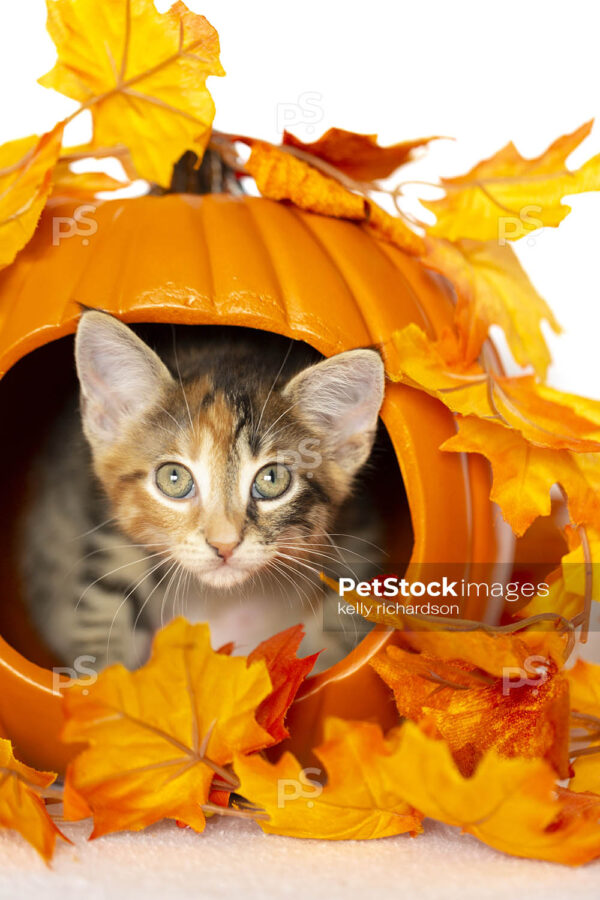 Tiny Calico tortie Kitten inside a carved out orange pumpkin with fall leaf decoration, white background.