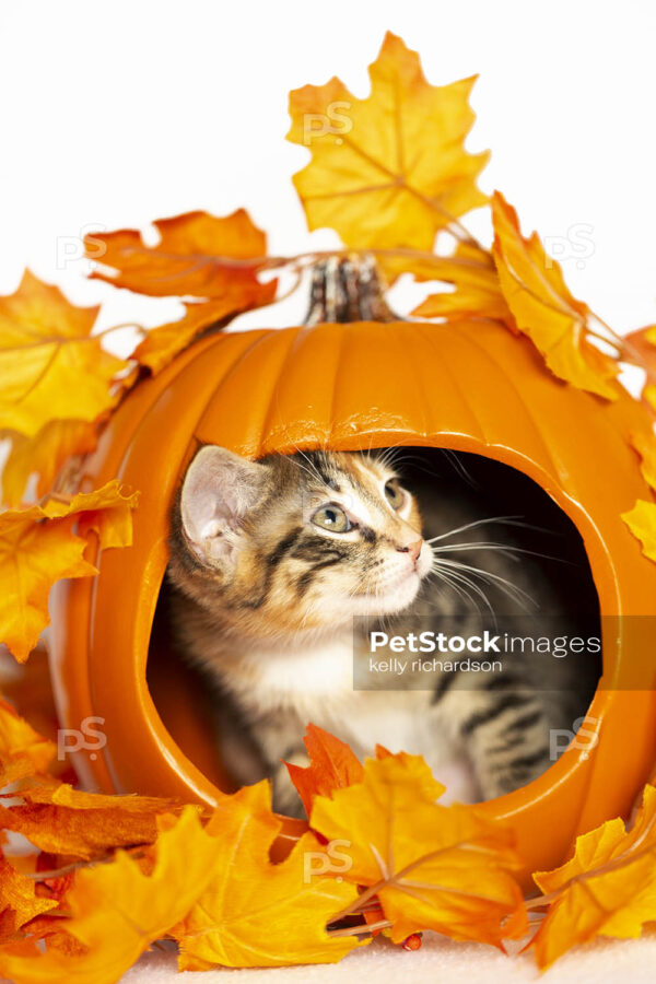 Tiny Calico tortie Kitten inside a carved out orange pumpkin with fall leaf decoration, white background.