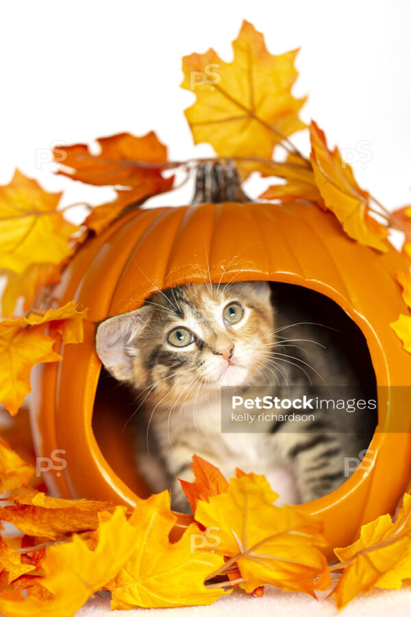 Tiny Calico tortie Kitten inside a carved out orange pumpkin with fall leaf decoration, white background.