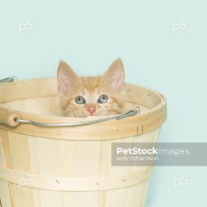 Royalty Free Stock Photo of an orange kitten inside of a tan wooden Easter basket, aqua background.