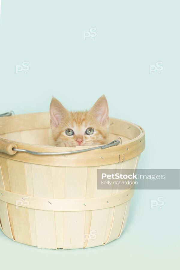 Royalty Free Stock Photo of an orange kitten inside of a tan wooden Easter basket, aqua background.