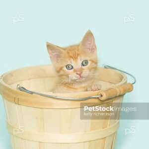 Royalty Free Stock Photo of an orange kitten inside of a tan wooden Easter basket, aqua background.