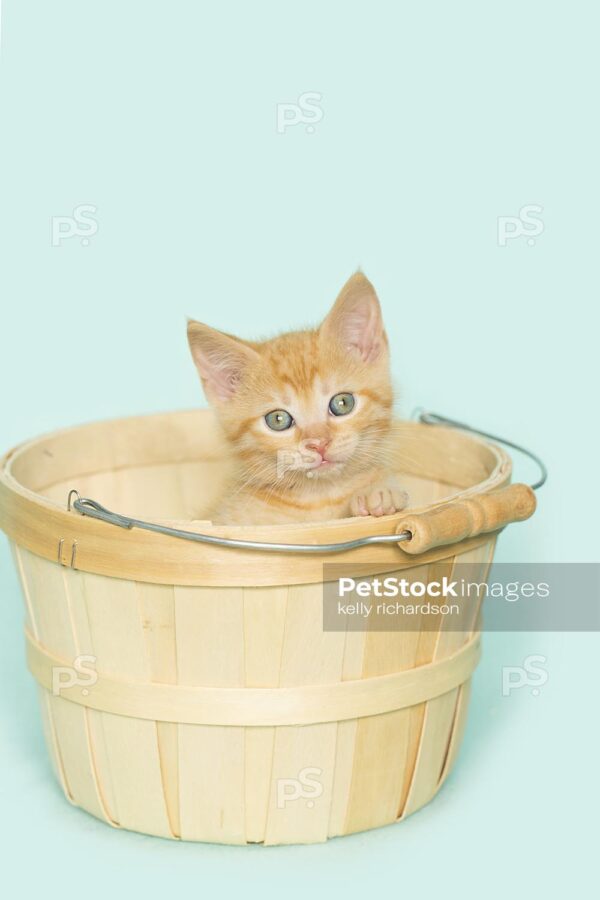 Royalty Free Stock Photo of an orange kitten inside of a tan wooden Easter basket, aqua background.