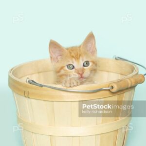 Royalty Free Stock Photo of an orange kitten inside of a tan wooden Easter basket, aqua background.