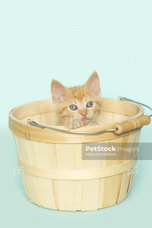 Royalty Free Stock Photo of an orange kitten inside of a tan wooden Easter basket, aqua background.