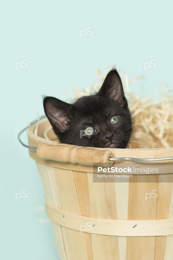 Royalty Free Stock Photo of a black kitten inside of a tan wooden Easter basket with straw, aqua background.