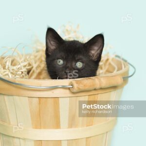 Royalty Free Stock Photo of a black kitten inside of a tan wooden Easter basket with straw, aqua background.