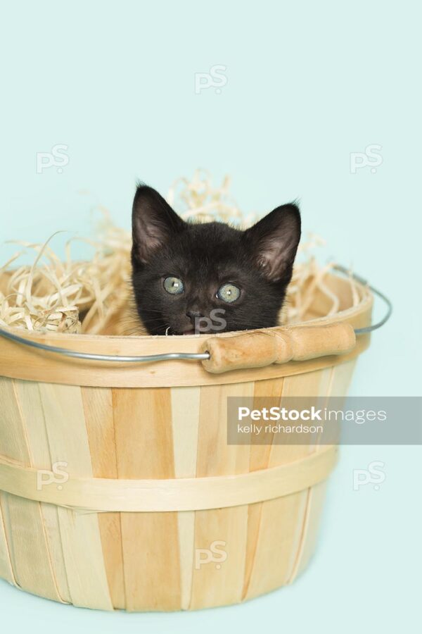 Royalty Free Stock Photo of a black kitten inside of a tan wooden Easter basket with straw, aqua background.