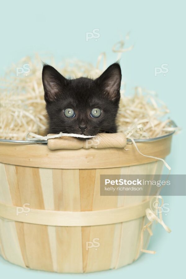 Royalty Free Stock Photo of a black kitten inside of a tan wooden Easter basket with straw, aqua background.