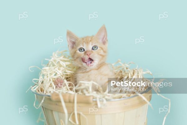 Royalty Free Stock Photo of an orange kitten with mouth open looks like singing, inside of a tan wooden Easter basket with straw, aqua background.