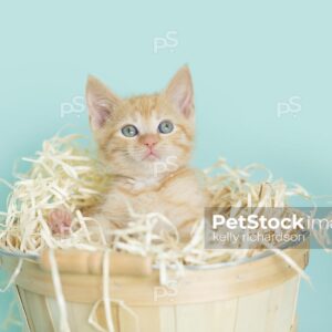 Royalty Free Stock Photo of an orange kitten inside of a tan wooden Easter basket with straw, aqua background.