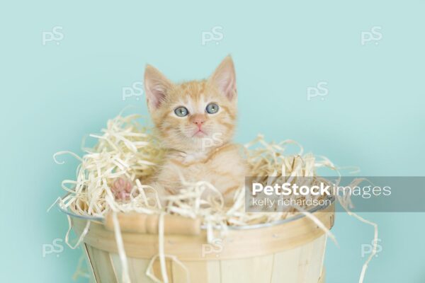 Royalty Free Stock Photo of an orange kitten inside of a tan wooden Easter basket with straw, aqua background.