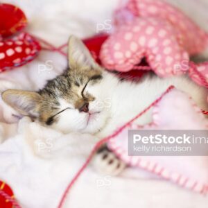 Royalty Free Stock Photo of a white tabby kitten tangled up  in Valentine Heart garland, sleeping on white background.