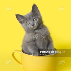 Royalty Free Stock Photo of a gray Kitten sitting inside a yellow coffee or tea cup, bright yellow background.