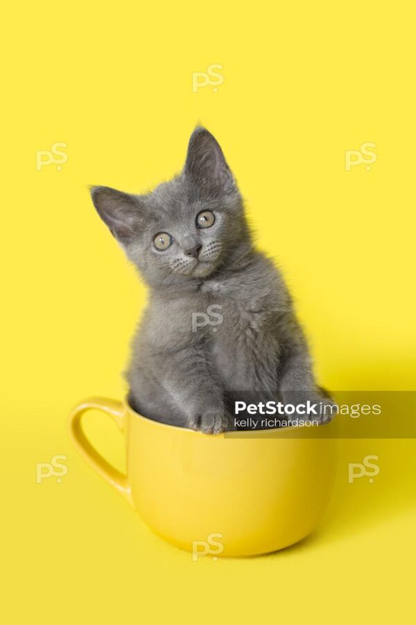 Royalty Free Stock Photo of a gray Kitten sitting inside a yellow coffee or tea cup, bright yellow background.