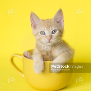 Royalty Free Stock Photo of an Orange Kitten sitting in a yellow coffee or tea cup, bright yellow background.