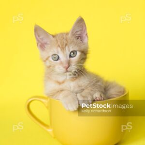 7_RI_7963 Royalty Free Stock Photo of an Orange Kitten sitting in a yellow coffee or tea cup, bright yellow background.