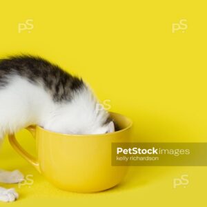 Black and white kitten head first into a yellow cup, yellow background..