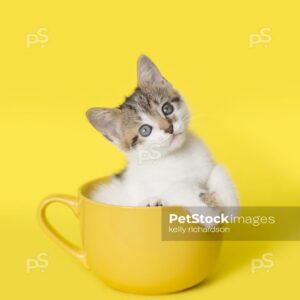 Royalty Free Stock Photo of a white Kitten sitting inside a yellow coffee or tea cup, bright yellow background.