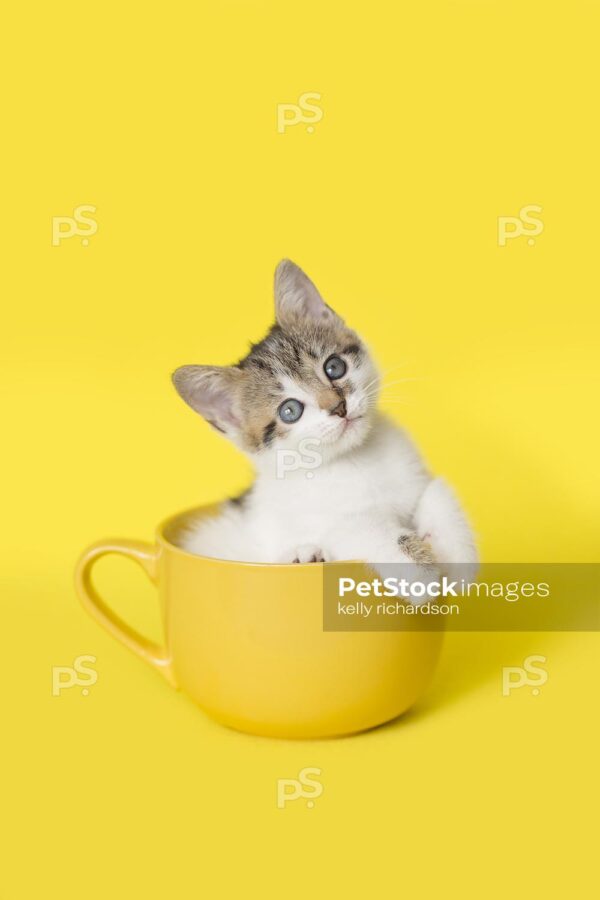 Royalty Free Stock Photo of a white Kitten sitting inside a yellow coffee or tea cup, bright yellow background.