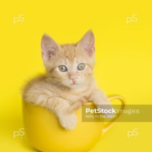 Royalty Free Stock Photo of an Orange Kitten sitting in a yellow coffee or tea cup, bright yellow background.