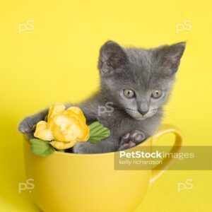 Royalty Free Stock Photo of a gray Kitten sitting inside a yellow coffee or tea cup, with a yellow flower, bright yellow background.