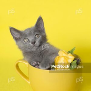 Royalty Free Stock Photo of a gray Kitten sitting inside a yellow coffee or tea cup, with a yellow flower, bright yellow background.