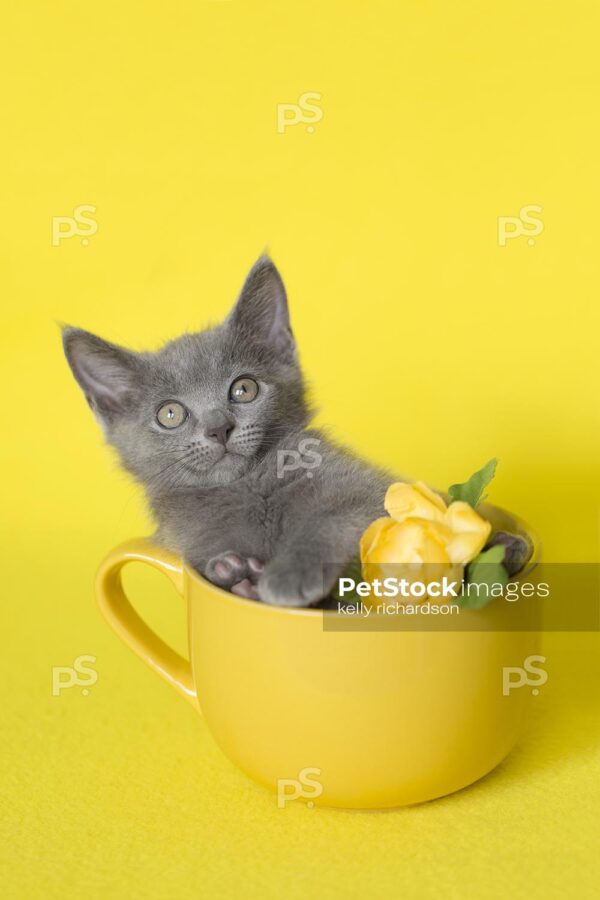 Royalty Free Stock Photo of a gray Kitten sitting inside a yellow coffee or tea cup, with a yellow flower, bright yellow background.