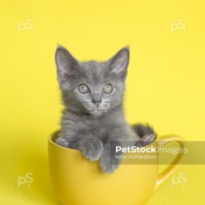 Gray Kitten