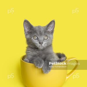 Kitten in Yellow Coffee Mug