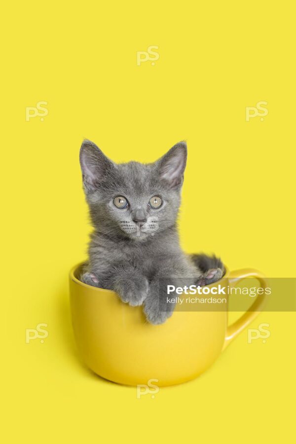 Kitten in Yellow Coffee Mug